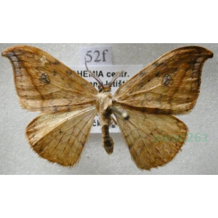 Drepana falcataria (Linnaeus, 1758) male Wycinka sierpianka Czech52f